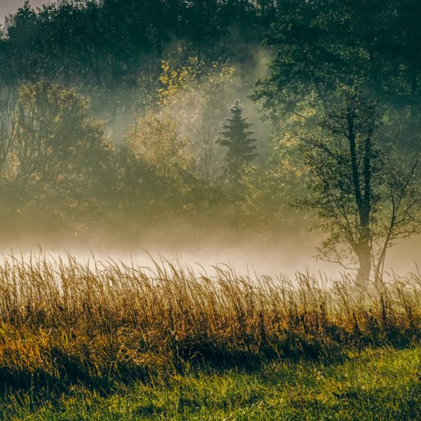 a foggy lake surrounded by tall grass and trees